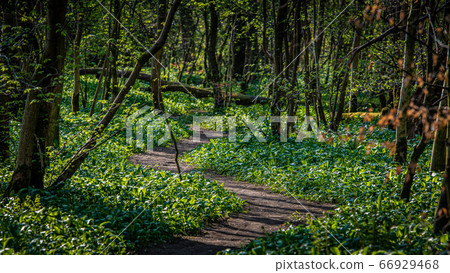 A winding path in sunlight woodland 66929468
