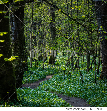 Winding path through a woodland Winding path through a woodland 66929469