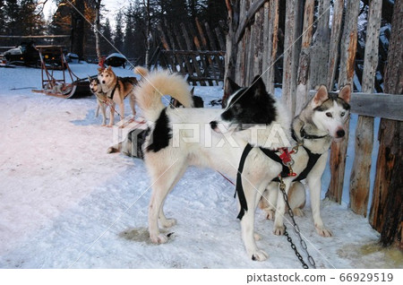 狗拉雪橇在芬蘭薩利色爾卡外 66929519