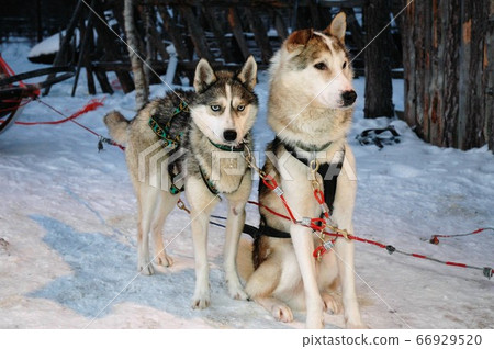 狗拉雪橇在芬蘭薩利色爾卡外 66929520