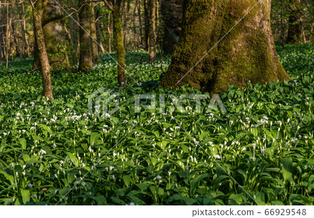 Wild Garlic flowers Allium ursinum. Wild Garlic flowers Allium ursinum. 66929548