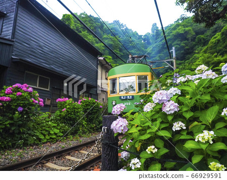 [神奈川縣]鎌倉五棱神社穿越繡球花和江之島 66929591