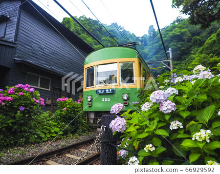 [神奈川縣]鎌倉五棱神社穿越繡球花和江之島 66929592