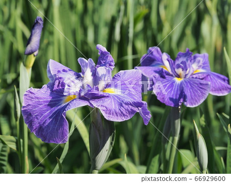 Iris Iris 66929600
