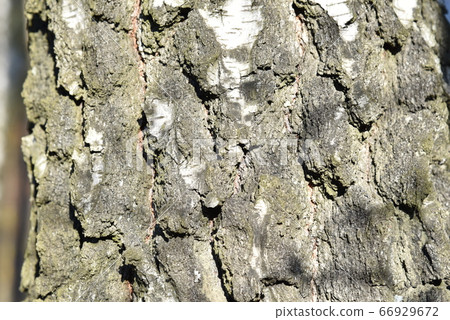 Natural background of the birch tree trunk bark. Natural background of the birch tree trunk bark. 66929672