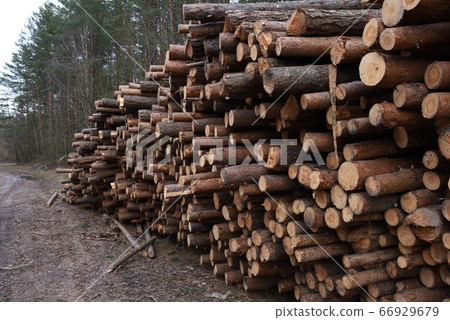 Stack of cut pine tree logs in a forest. Stack of cut pine tree logs in a forest. 66929679