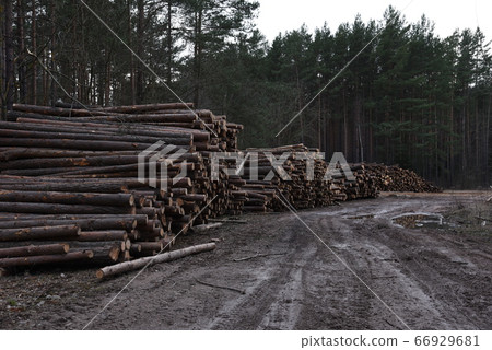 Stack of cut pine tree logs in a forest. Stack of cut pine tree logs in a forest. 66929681