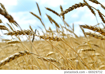 View of a field with ripe wheat with a golden hue in the sun. Summer harvest. Farm, production 66929732
