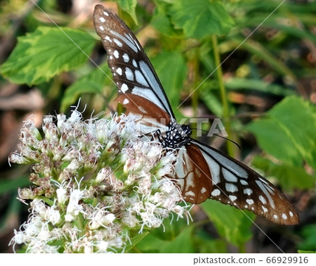 Asagi madara and Fuji Bakama 66929916