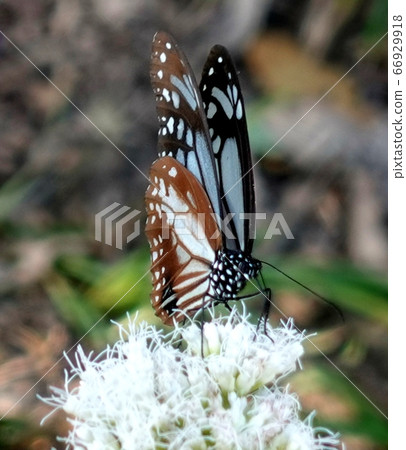 Asagi madara and Fuji Bakama 66929918