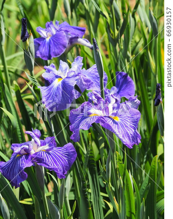 鳶尾花 鳶尾花 66930157