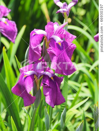 Iris Iris 66930197