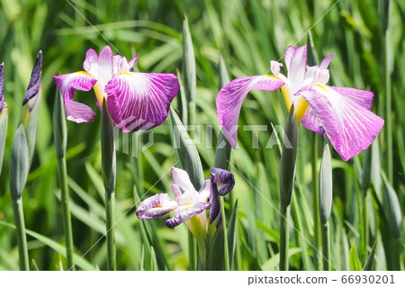 Iris Iris 66930201