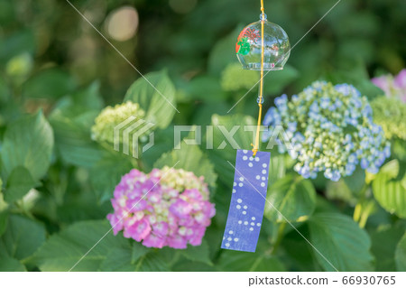 繡球花和風鈴 66930765