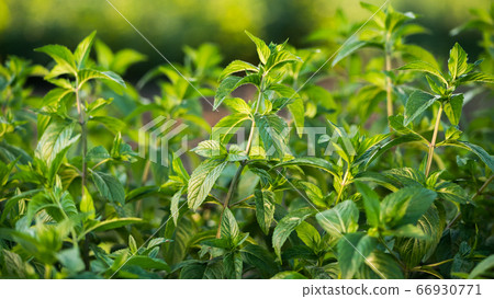 Mint grows on the bed, the sun beautifully illuminates its leaves 66930771