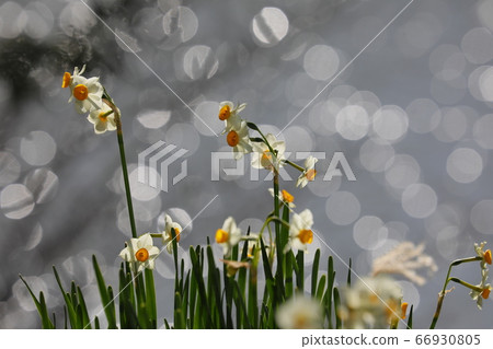 Narcissus 66930805