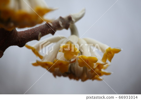 Mitsumata Flower Mitsumata Flower 66931014