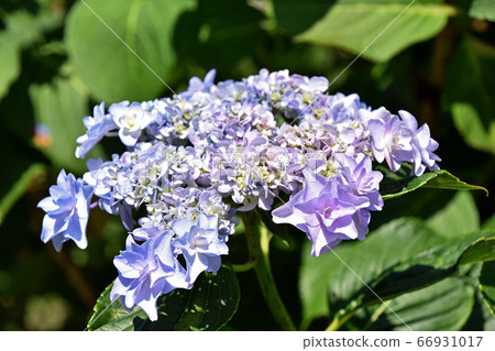 繡球花（額頭繡球花） 66931017