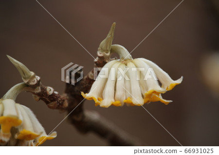 Mitsumata Flower 66931025
