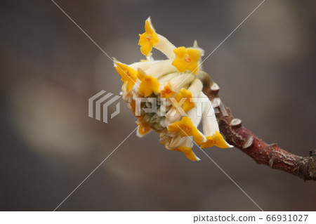 Mitsumata Flower Mitsumata Flower 66931027