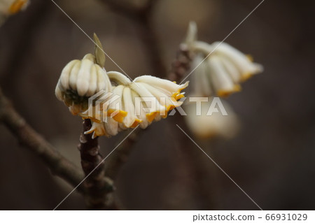 Mitsumata Flower Mitsumata Flower 66931029