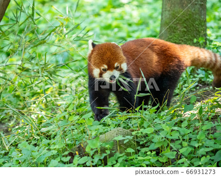 Various scenes of the red panda Eat the ground bamboo with a delicious taste Various scenes of the red panda Eat the ground bamboo with a delicious taste 66931273