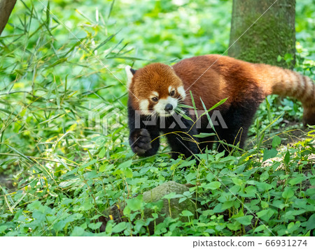Various scenes of the red panda Eat the ground bamboo with a delicious taste 66931274