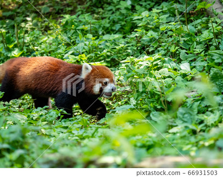 小熊貓走過草地的各種場景 66931503
