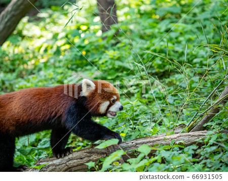 Various scenes of the red panda walking through the grass Various scenes of the red panda walking through the grass 66931505