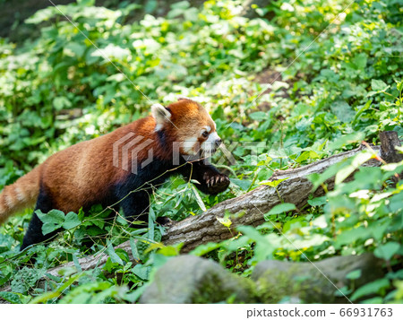 Various scenes of a red panda walking on a fallen tree Various scenes of a red panda walking on a fallen tree 66931763