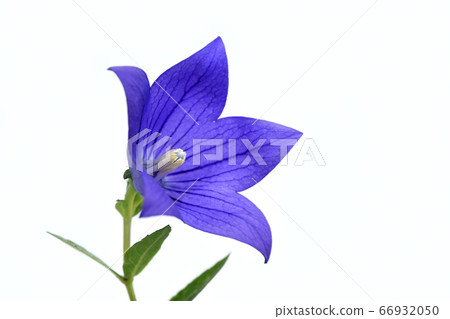 Chinese bellflower flower one of the seven herbs in autumn (fixed photo) 66932050