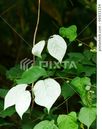 Photograph of natural scenery plant Matatabi leaves and buds that turn white during the flowering season 66933154