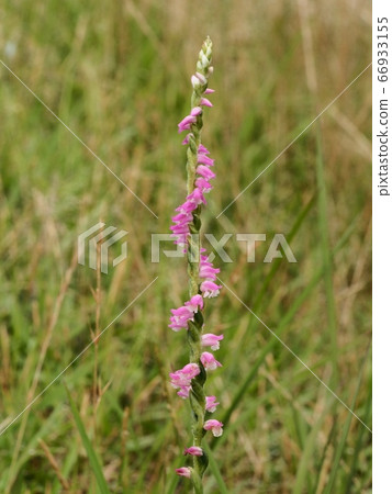 開花在草甸的花 開花在草甸的花 66933155