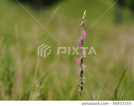 開花在草甸的花 開花在草甸的花 66933159