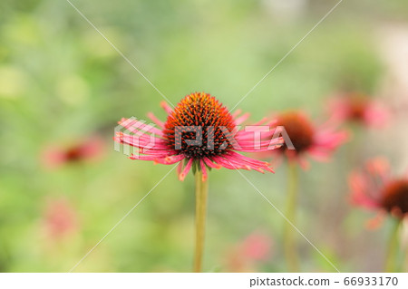 花瓣放射狀 花瓣放射狀 66933170