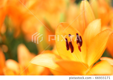 百合花床 66933171