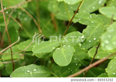 雨後的早晨 雨後的早晨 66933292