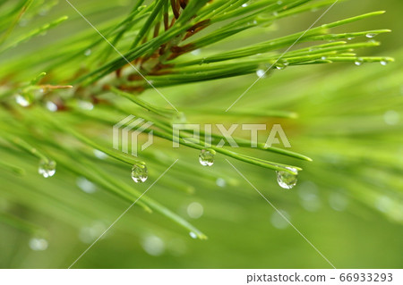 雨後的早晨 雨後的早晨 66933293