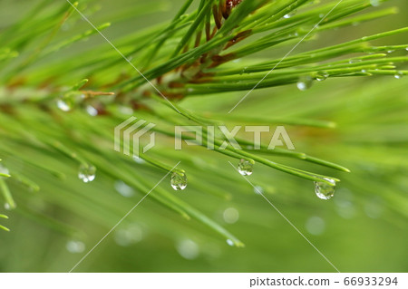 雨後的早晨 66933294