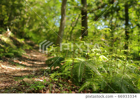 Fresh green forest Fresh green forest 66933334