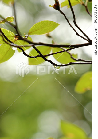 Fresh green forest Fresh green forest 66933335