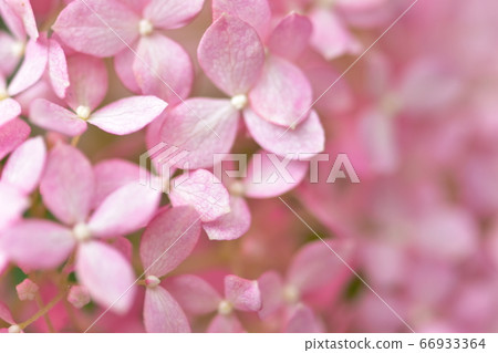 Close-up photo of pink hydrangea flowers 66933364