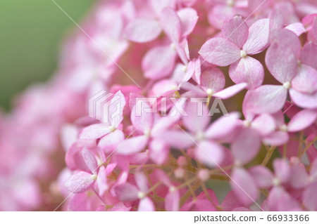 繡球花圖像 繡球花圖像 66933366