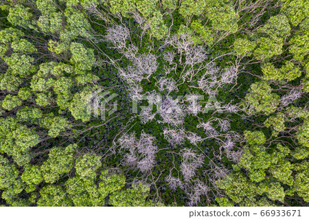 Aerial view of Hong Kong countryside 66933671