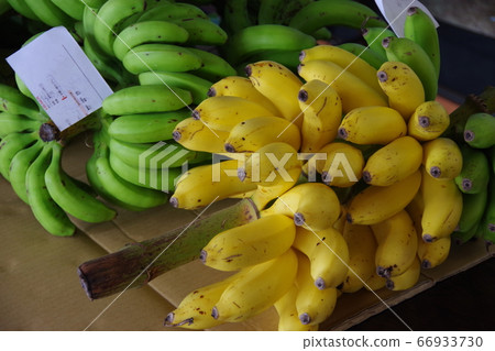 Bananas from Ogasawara sold at an event held at Takeshiba Pier 66933730