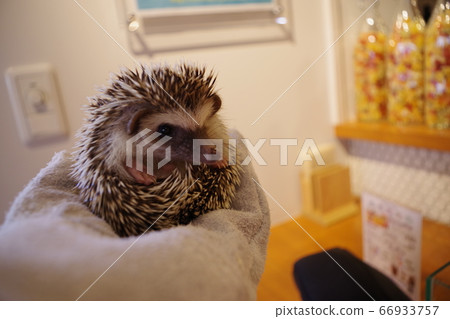 Hedgehog cafe hedgehog Hedgehog cafe hedgehog 66933757