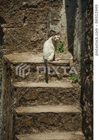 Stone staircase in a wall with a sitting cat Stone staircase in a wall with a sitting cat 66933949