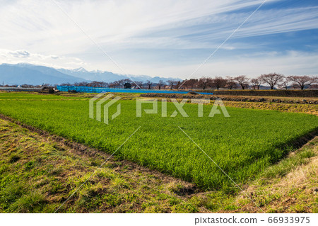 rice farm, sakura tree, central alps at Matsumoto rice farm, sakura tree, central alps at Matsumoto 66933975
