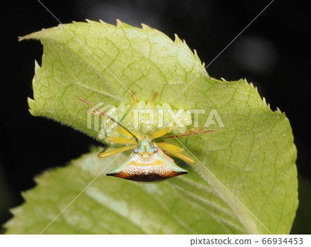 Ekimon有角臭臭蟲的雌性，可以保護卵 66934453