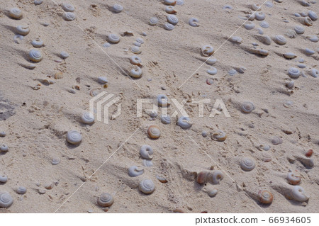 A fossil of Hirebesokatamaimai densely gathered near Ogiike on the South Island of the Ogasawara Islands 66934605